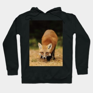 Playfull Red Fox, Algonquin Park Hoodie